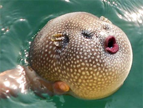 Newest Hobby: Putting Donald Trump’s Mouth On Pufferfish (10+ pics ...