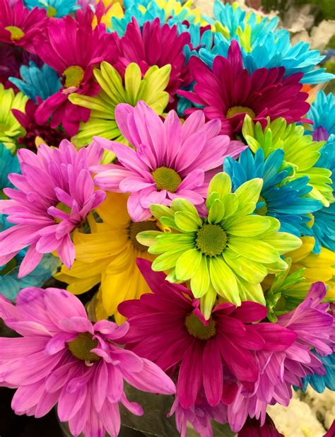 Pink Green Blue Multi Petaled Flowers · Free Stock Photo