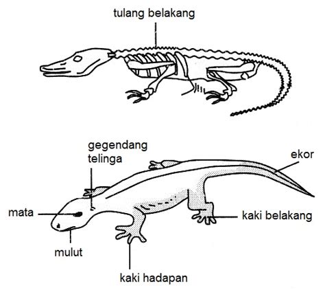 Sains 1 2 3: Vertebrata