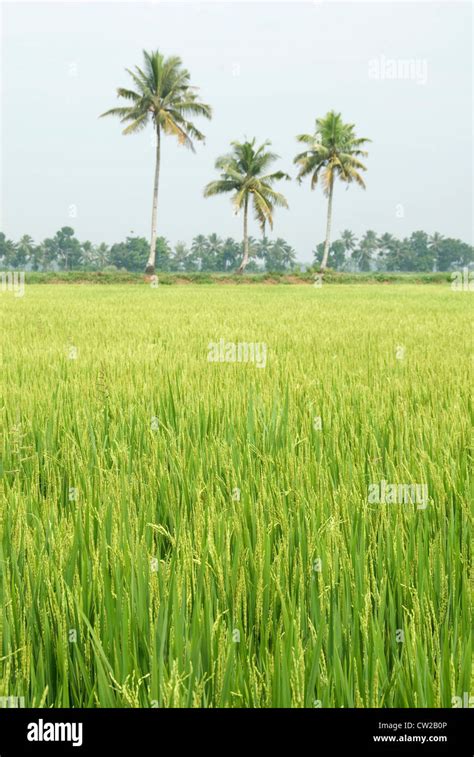 Paddy field in Kerala with coconut trees in the background - Alappuzha Stock Photo - Alamy