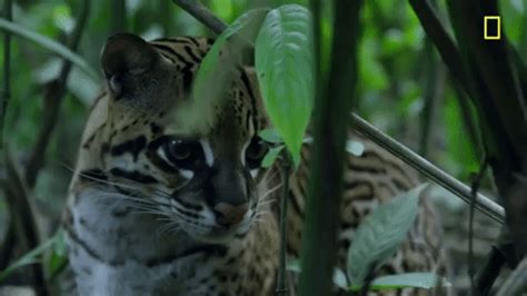 Ocelot GIFs - Find & Share on GIPHY