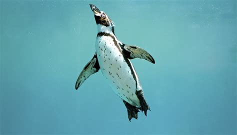 How Do Penguins Swim? | Sciencing