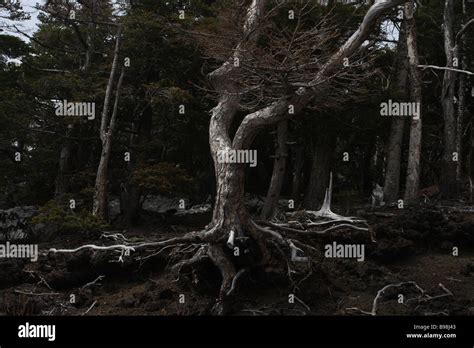 aokigahara forest, japan Stock Photo - Alamy