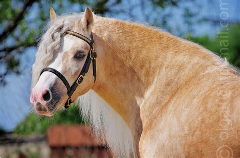 Palomino Welsh Pony stallion. (photo Alexia Khruscheva) | Уэльский пони ...