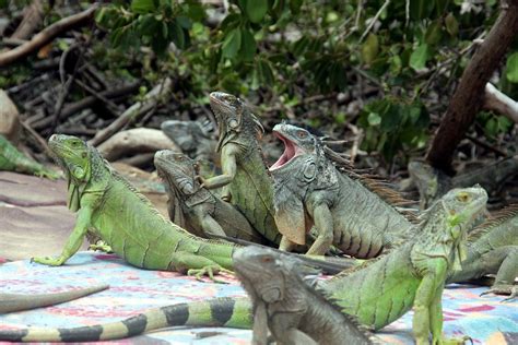 Watch: Raccoon takes down iguana in the middle of a Florida parking lot | Backyard wildlife ...