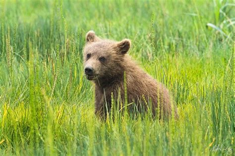 Grizzly Bear Cub Photo | Richard Wong Photography