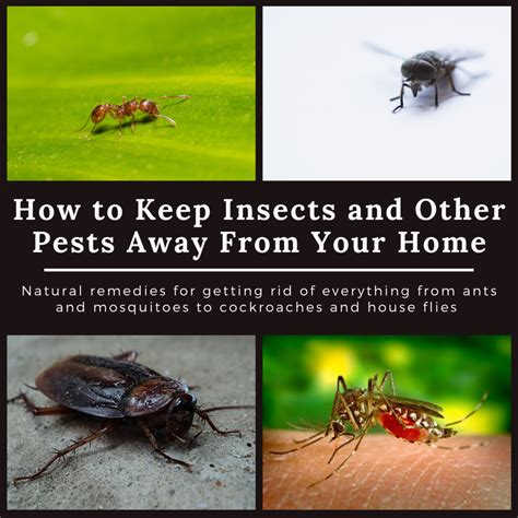 10 Ways to Keep Roaches out of the House | Dengarden