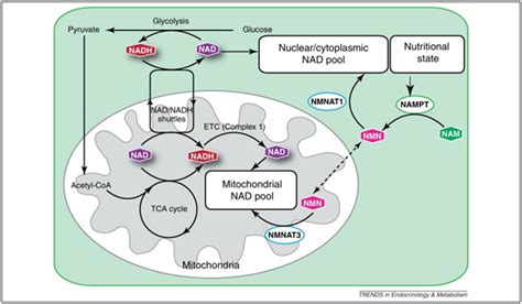 NAD+ an emerging framework for health and life extension - Part 1: The NAD World - AGINGSCIENCES ...