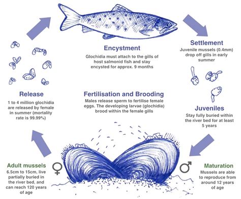 Freshwater Pearl Mussel | Freshwater Pearl Mussel Ireland | Pearl Mussel Project