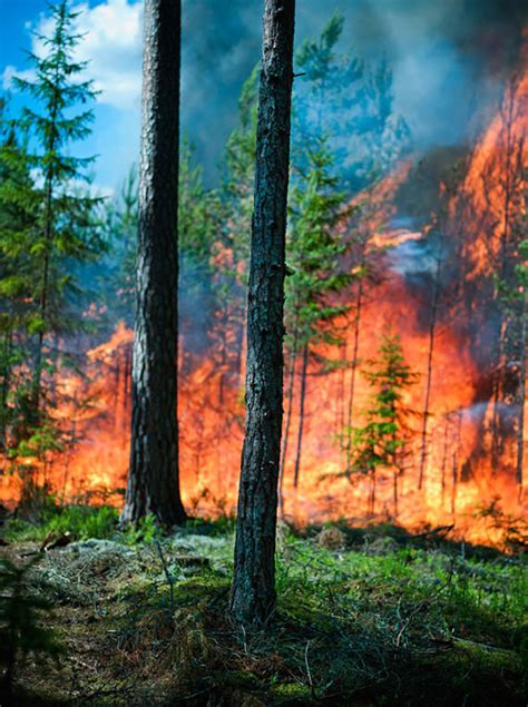 Ulala: Gambar Kebakaran Hutan Yang Sangat Mengagumkan