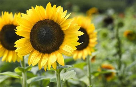 Are Sunflowers Perennials?