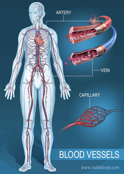 Anatomy Label Major Arteries And Veins : Major Veins And Arteries In ...