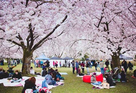 The ultimate guide to the annual Vancouver Cherry Blossom Festival ...