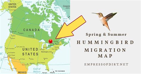 Hummingbirds In Florida Map - Map Of Usa With Rivers