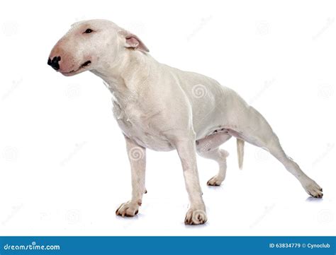 Female Bull Terrier Royalty-Free Stock Photography | CartoonDealer.com #63835049