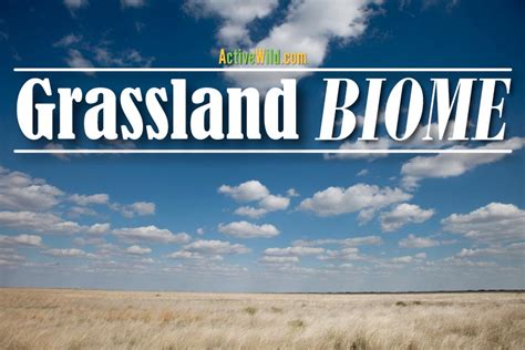 Grasslands & The Grassland Biome: Facts, Plants, Animals, Ecology