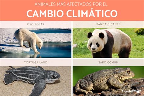 Como Afecta El Cambio Climatico A Los Animales - Otosection