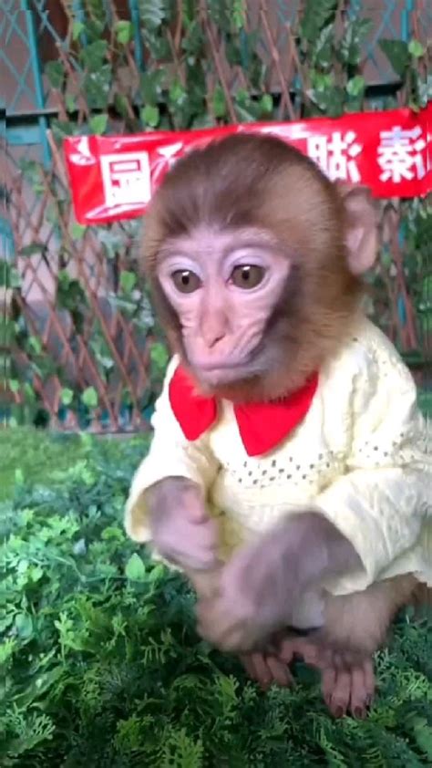 Monkey eating | Cute monkey pictures, Cute baby monkey, Cute animal memes