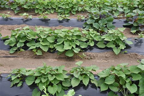 Sweet Potato Cultivation Stock Photo - Download Image Now - iStock