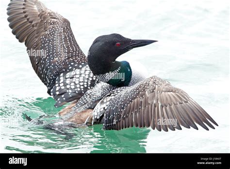 Common Loon in Breeding Plumage Flapping Stock Photo - Alamy