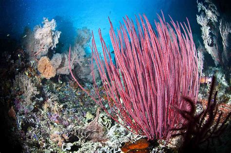 Underwater Ocean Plants