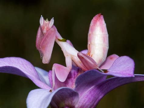 Orchid Mantis: The super power of this stealthy insect | Herald Sun