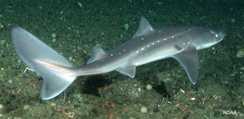 What Shark Species Live in Canada’s Coastal Waters? | Oceana Canada