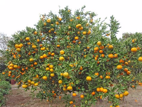 File:Citrus unshiu 20101127 d.jpg - Wikimedia Commons