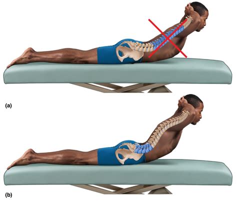 Lateral flexion Archives - Learn Muscles