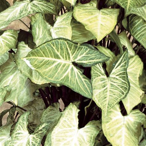 White Butterfly Syngonium 'White Butterfly' (Syngonium podophyllum ...