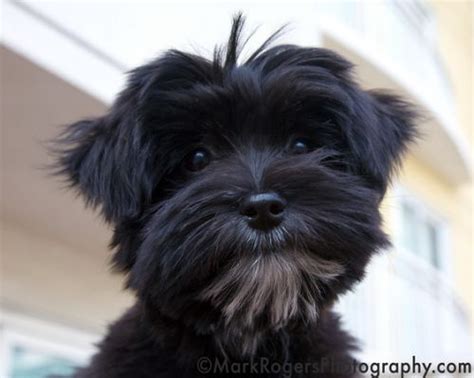 Lexington, the Maltese Yorkie Mix | Maltese yorkie mix, Yorkie, Schnoodle