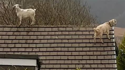 Are you kidding? Goats on roofs in the Rhondda - BBC News