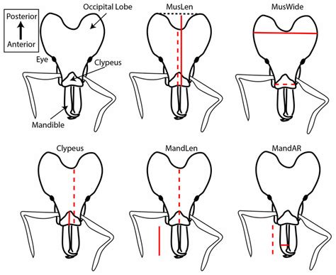 Sketches illustrating the five morphological traits used in this study ...