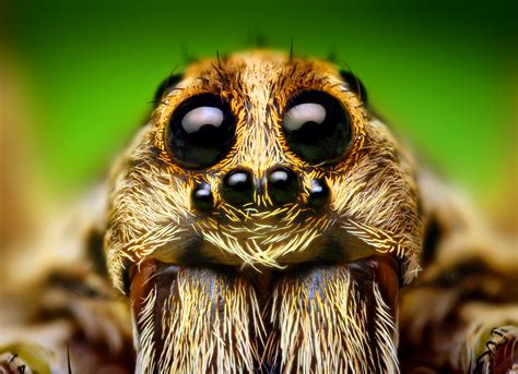 File:Eye Arrangement of a Hogna Wolf Spider.png - Wikimedia Commons