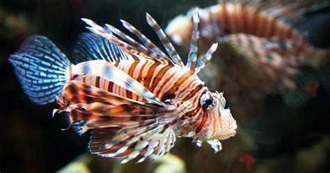 Island Conservation Technology Helps Control Invasive Lionfish ...