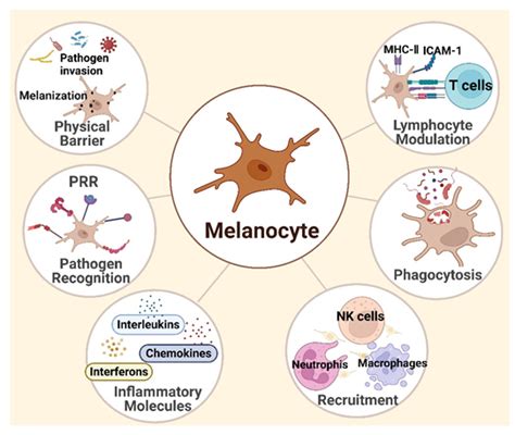 Cells | Free Full-Text | Recognition of Melanocytes in Immuno-Neuroendocrinology and Circadian ...