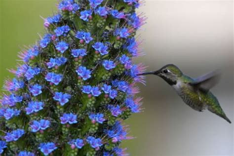 How the hummingbird ended up in the Andes - CSMonitor.com