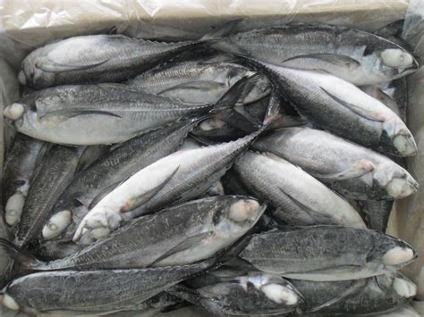 Horse Mackerel at best price in Margao by Sagar Feeds & Food Processing ...