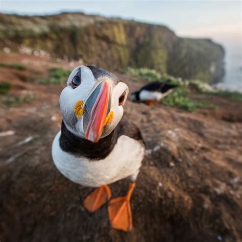 Puffin in the coast of Wales, United Kingdom : r/pics