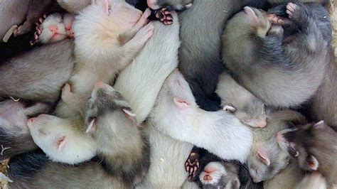 Ferret Colors and Patterns