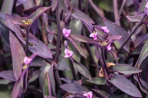 Purple Leaf Plant With Tiny Pink Flowers | Best Flower Site