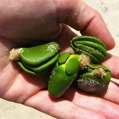 How do seeds grow in the mangroves? - Mind42