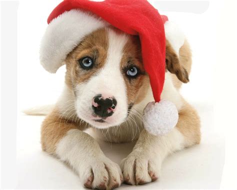 Christmas Cute Cats And Dogs | Care About Cats