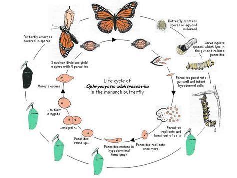 Pin on Parasites