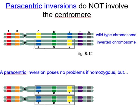 Solved Crossing over and recombination within the inversion | Chegg.com