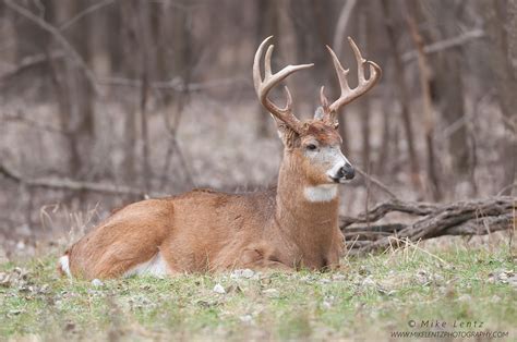 Free photo: White Tailed Deer - Animal, Deer, Jungle - Free Download ...