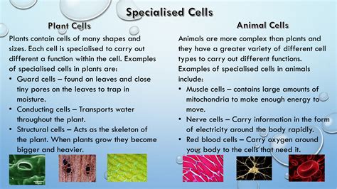 List of specialized cells and their functions