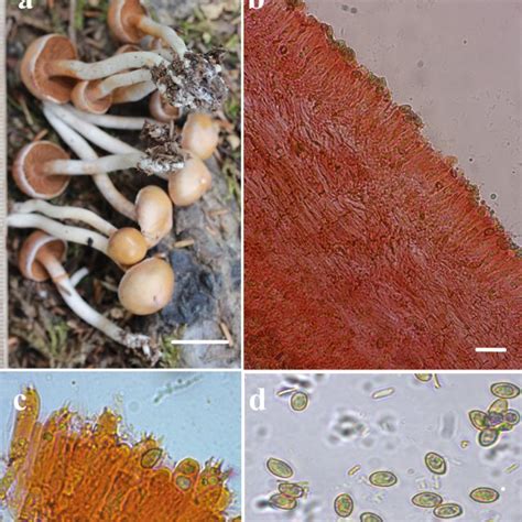 Crinipellis subtomentosa: a-basidiomata; b-and c-basidia, basidioles,... | Download Scientific ...