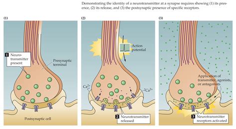 Postsynaptic Neurotransmitter Receptors