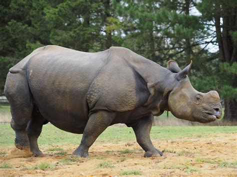 Greater One Horned Rhino | DA120348 | Megashorts | Flickr